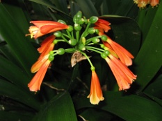 Cool Orange Flowers.JPG
